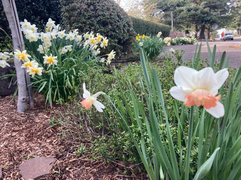 Soil Nutrient Imbalances That Weaken Flowers