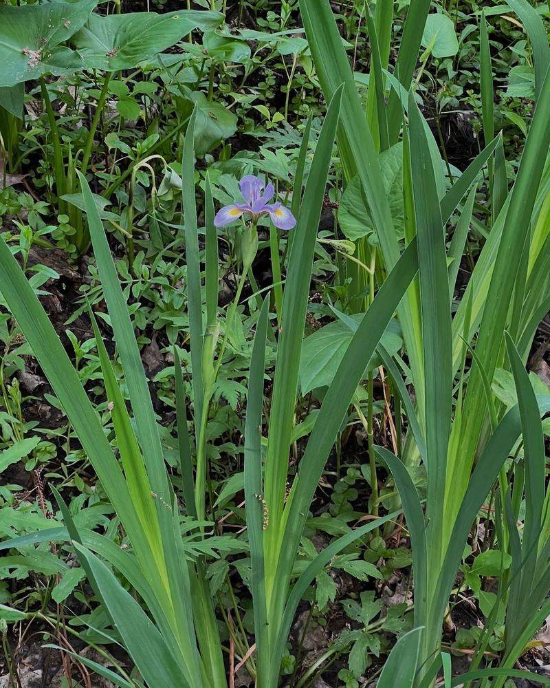 Too Much Nitrogen, Fewer Flowers