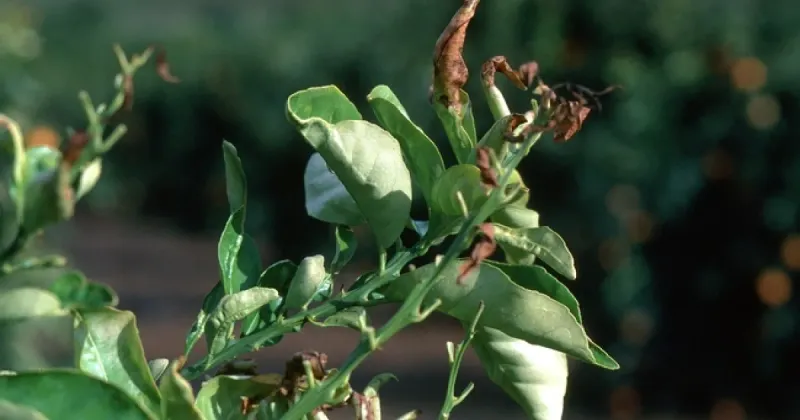 Frost Damage On Tender Plants