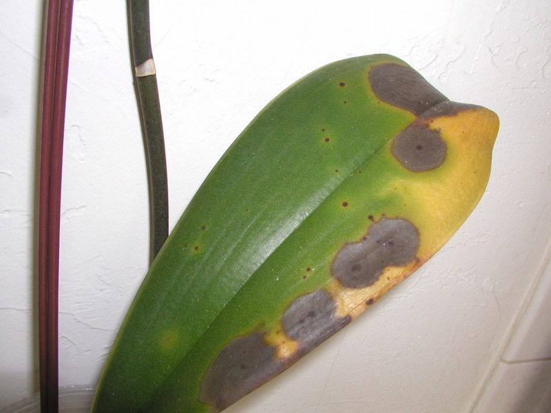 Cold Drafts Can Stress Your Orchids