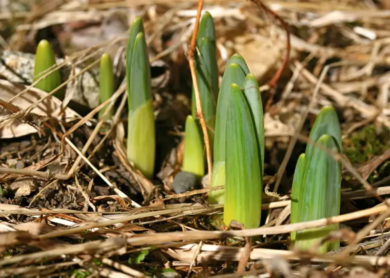 Planting Too Early In The Low Desert Increases Sprouting Risk