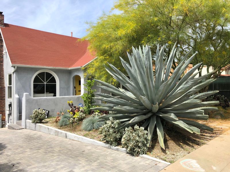 Mature Agaves Resist Rot Better Because Their Roots Are Established