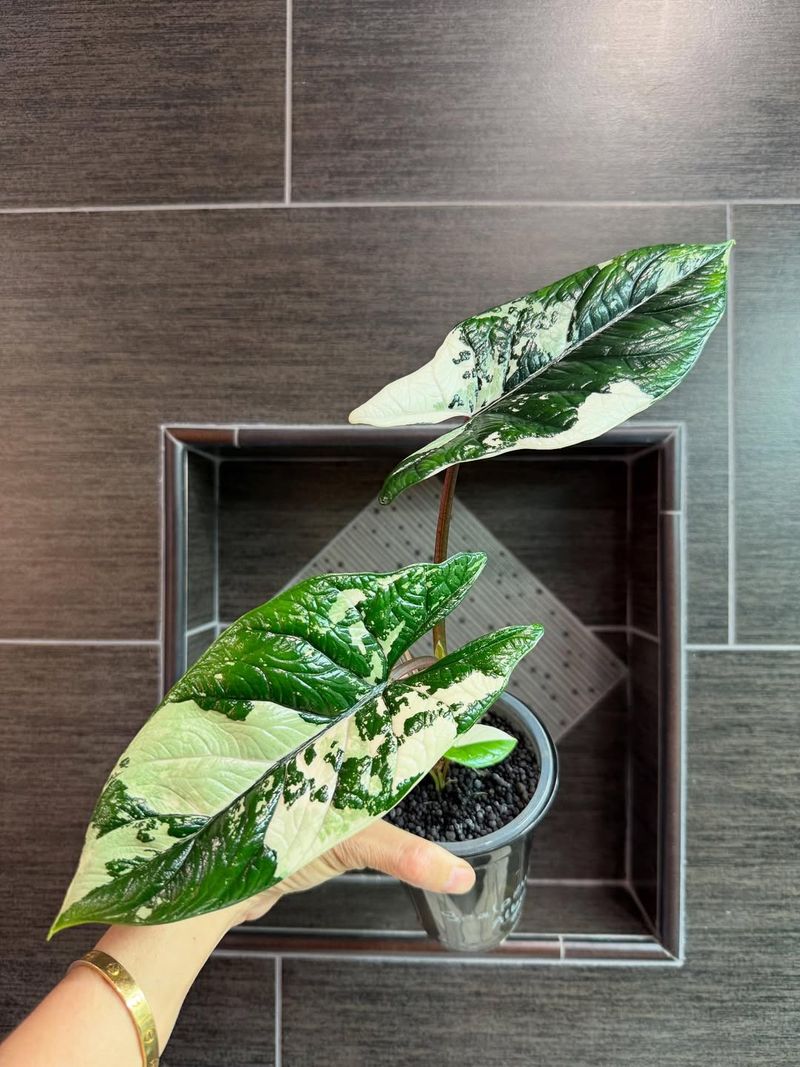 Letting Soil Dry Out Completely