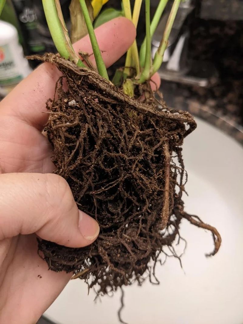 Poor Drainage Slowly Damages The Plant