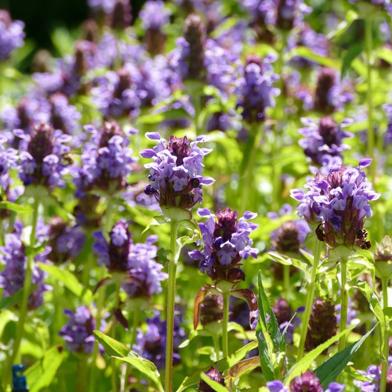 Self-Heal (Prunella vulgaris var. lanceolata)