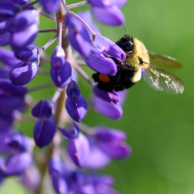 Broadleaf Lupine (Lupinus latifolius)