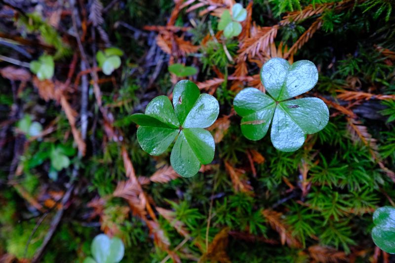 Redwood Sorrel That Forms A Lush Carpet Of Delicate Heart Leaves