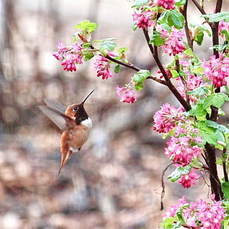 Red-Flowering Currant (Ribes sanguineum)