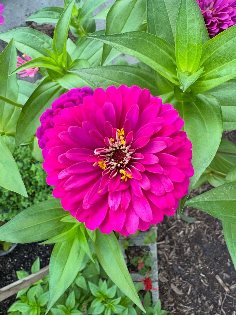 Watering The Leaves And Inviting Mildew