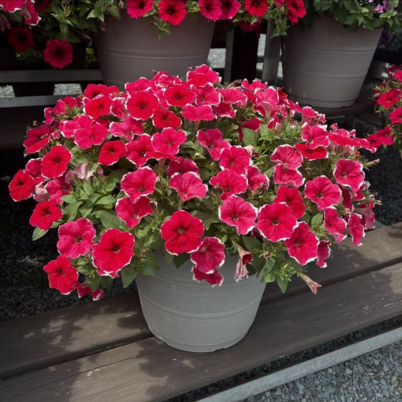 Pink And White Picotee Petunias Pop