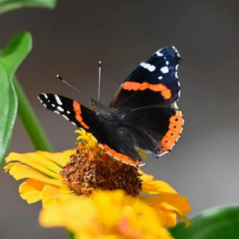 Red Admiral (Vanessa atalanta)