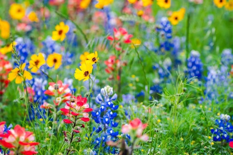 Use Native Texas Plants As The Foundation Of Your Design
