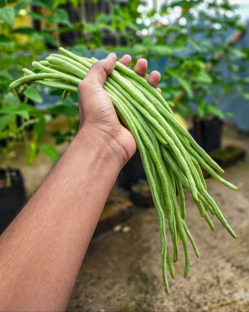 Yardlong Beans For Extended Summer Harvests