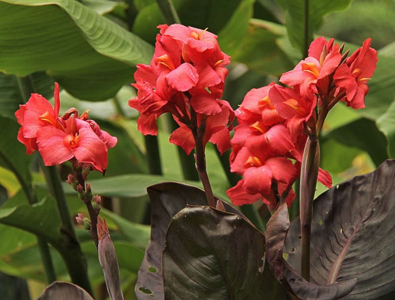 Tropical Perennials Should Rest Until Cold Risk Passes
