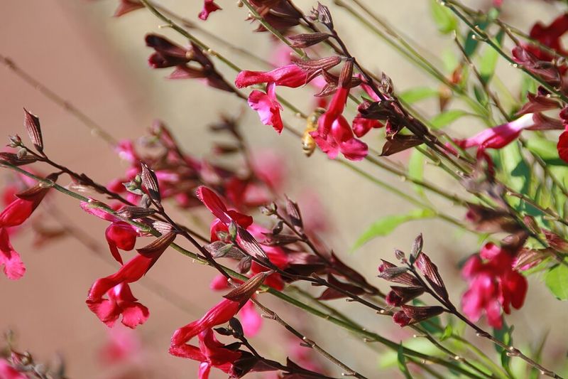 Autumn Sage Provides Long Bloom Seasons In Warm Climates