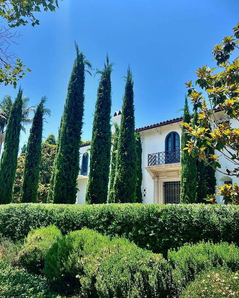 Italian Cypress (Cupressus sempervirens)