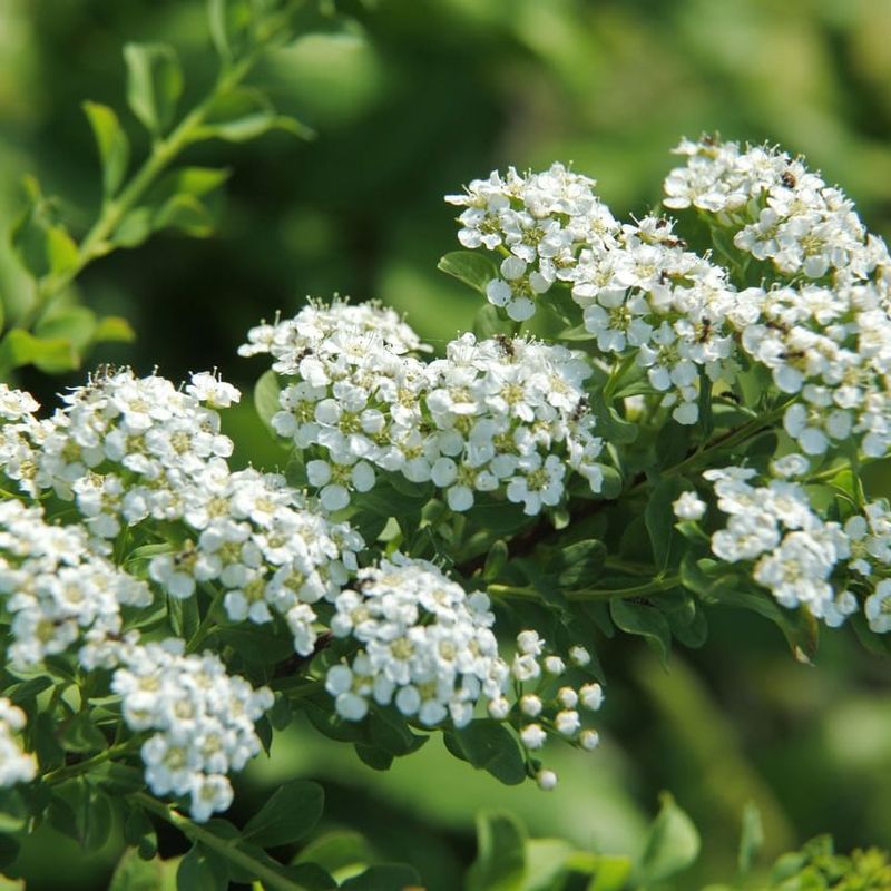 Spirea