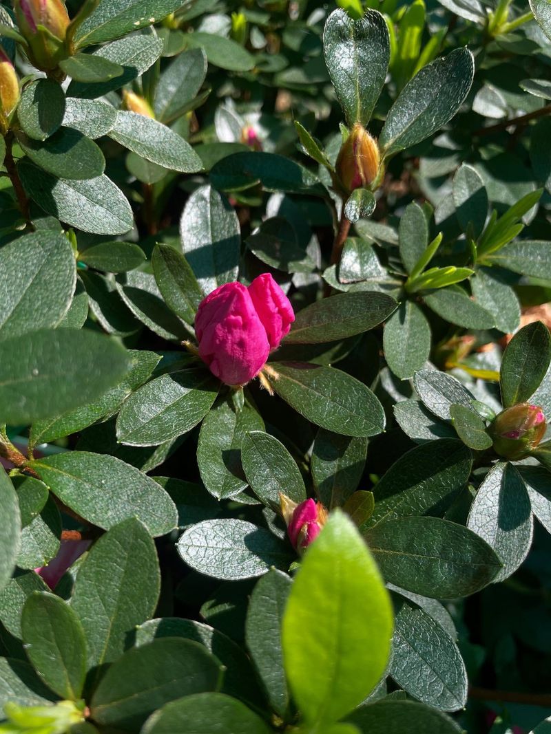 Azaleas Are Already Loaded With Hidden Spring Color