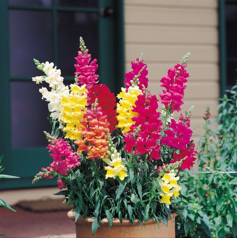Snapdragons