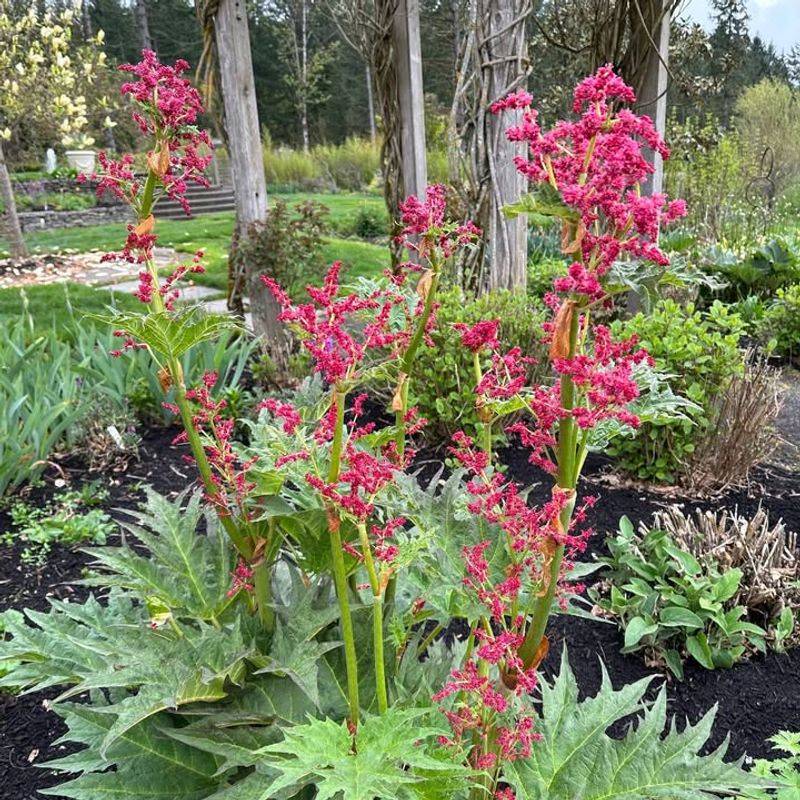 Perennials Just Waking Up
