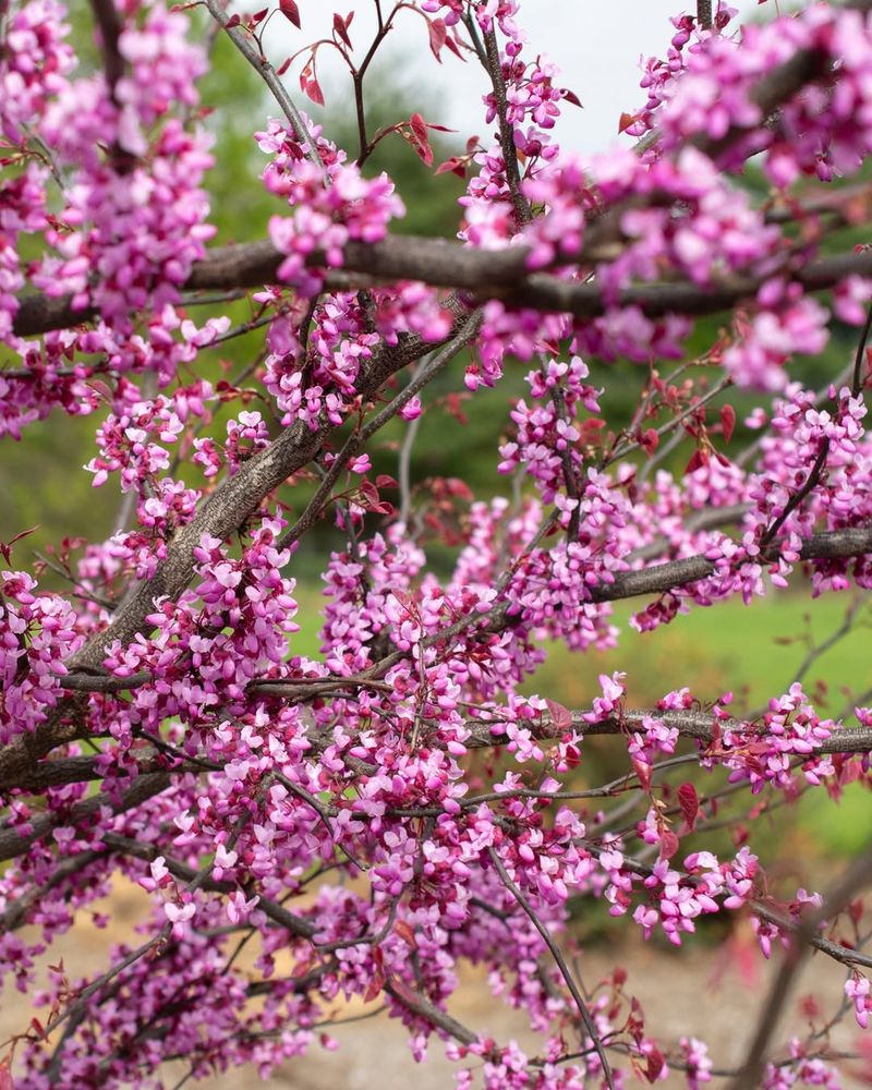 Eastern Redbud Beginning Its Early Spring Display