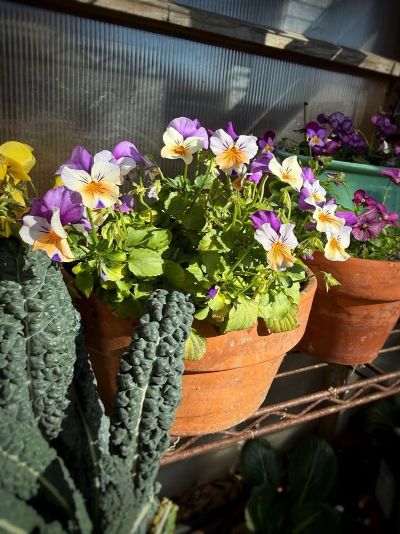 Violas Keep Flowering Through Chilly Spring Weather