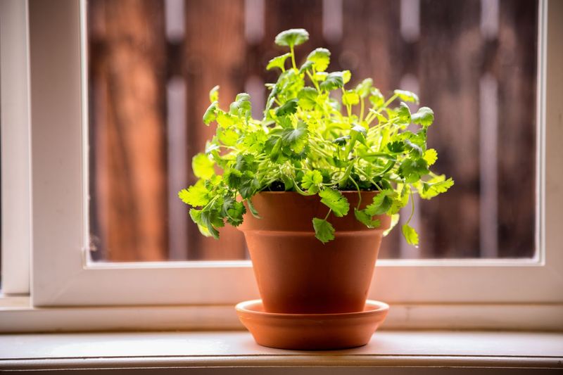 Herbs Like Parsley And Cilantro Perform Well Indoors