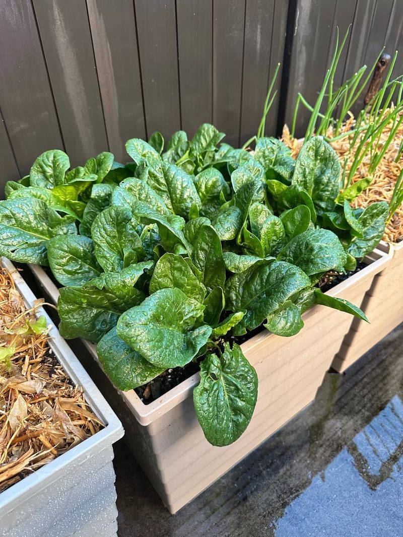 Spinach Handles Frost And Keeps Growing