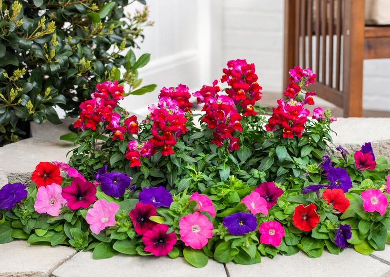 Snapdragons Handle Early Spring Temperatures Well