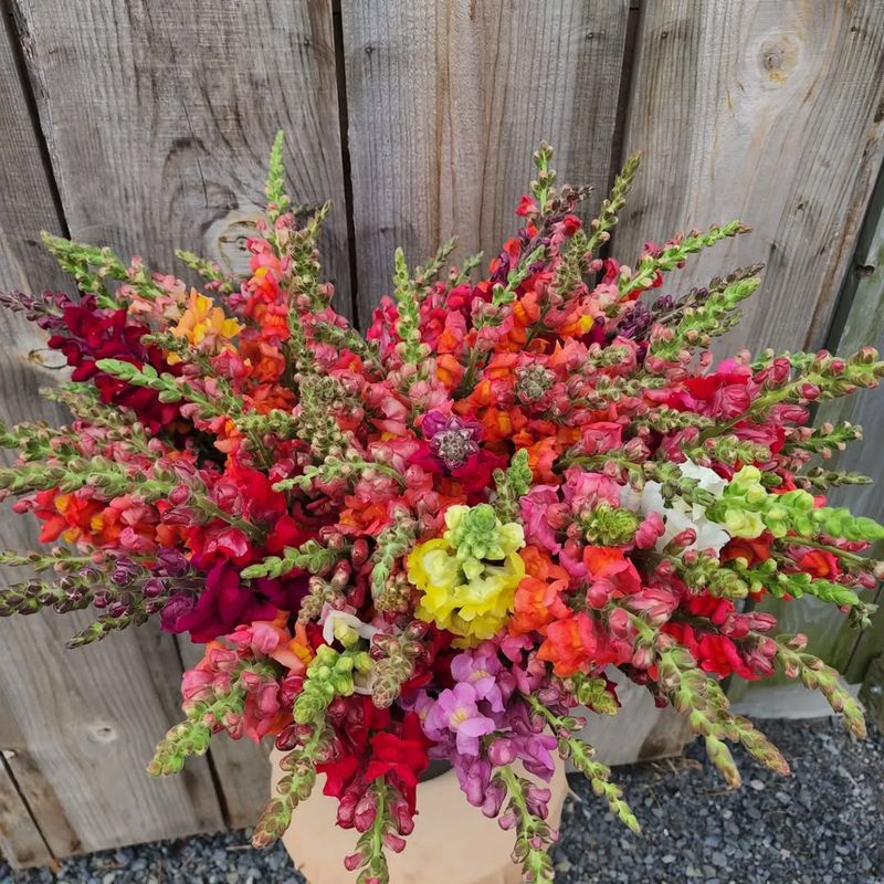 Snapdragons (Antirrhinum Majus)