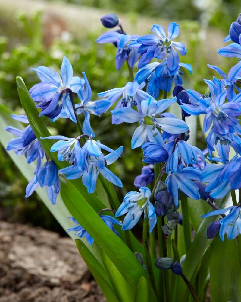 Siberian Squill (Scilla Siberica)