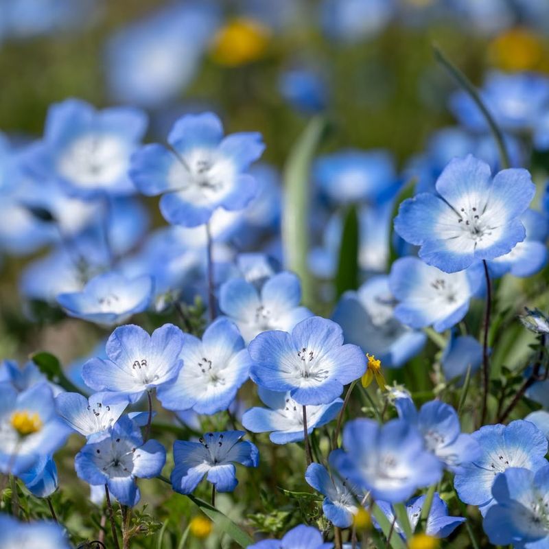 Baby Blue Eyes (Nemophila menziesii)