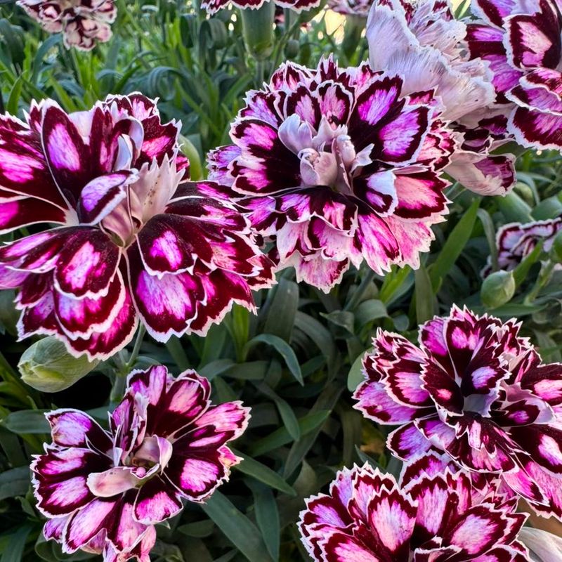 Dianthus With Edged Petals And A Light Spicy Fragrance
