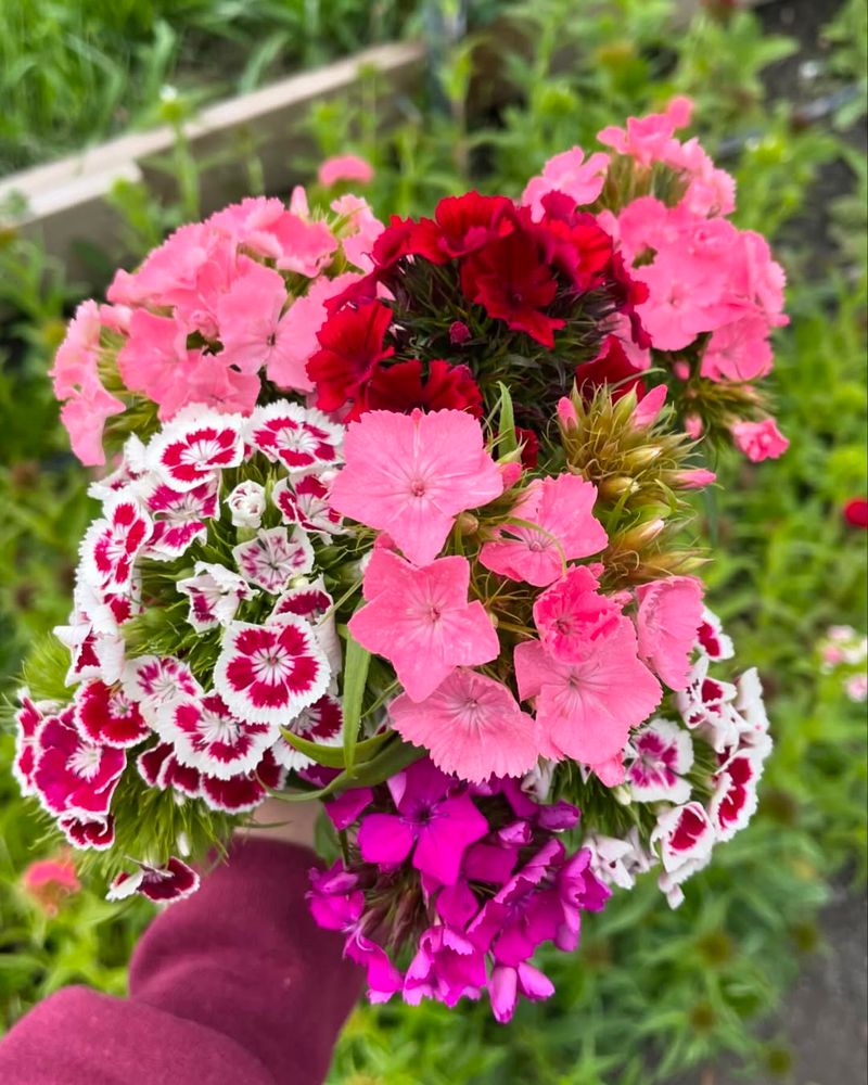 Dianthus
