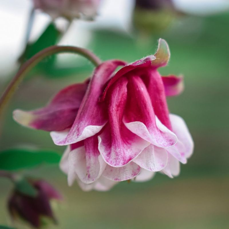 Columbine (Aquilegia hybrids)