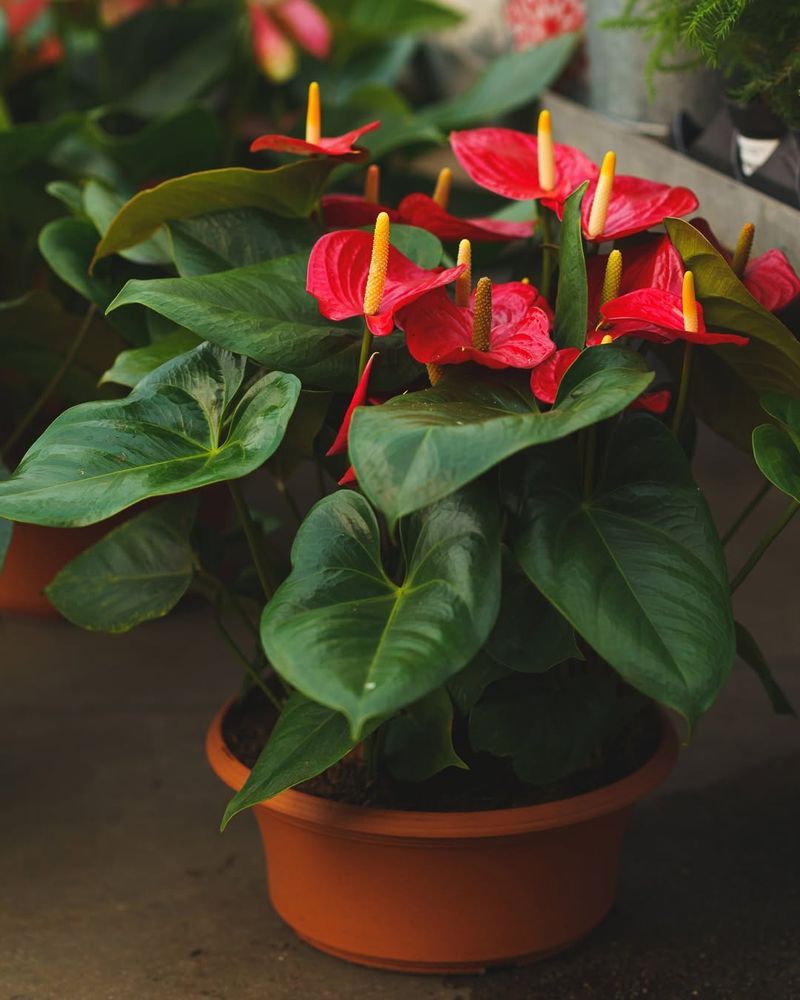 Anthurium (Flamingo Flower)