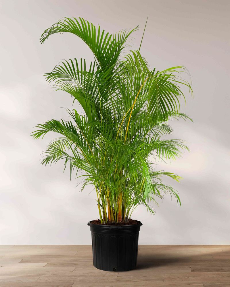 Areca Palm