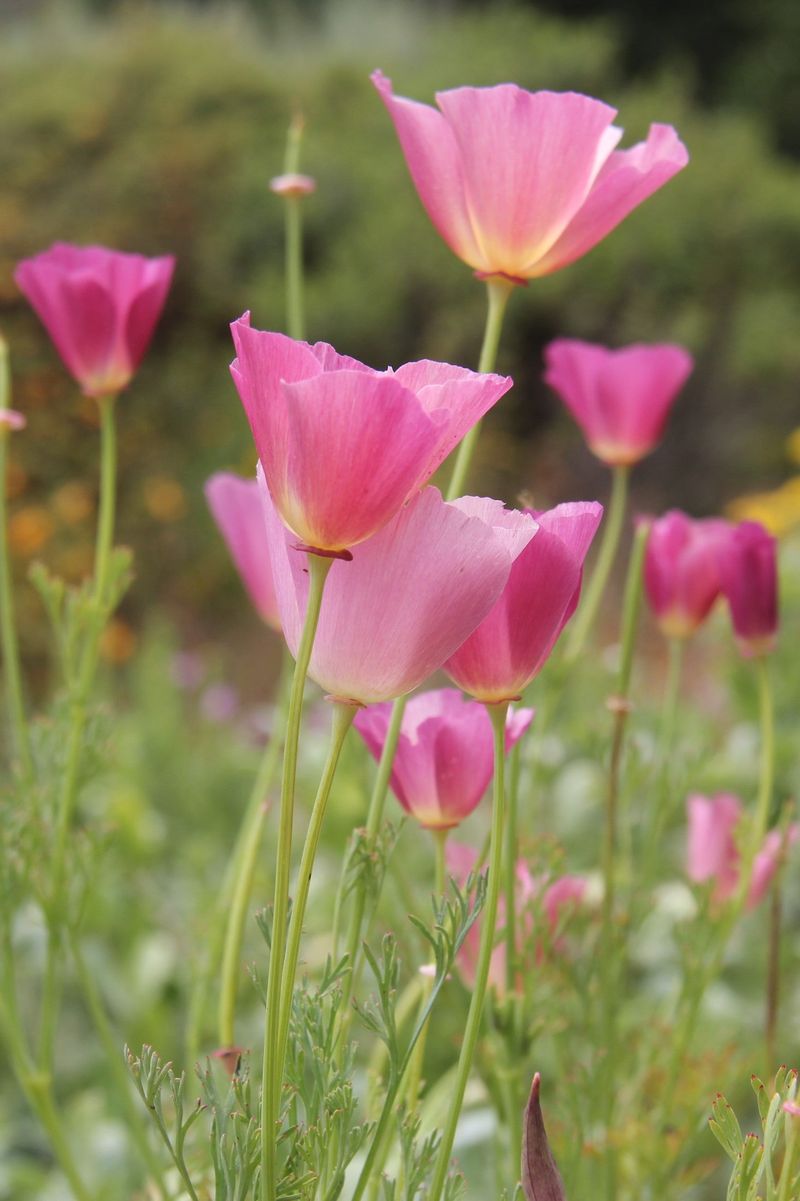 Pink California Poppy Brightening Wildflower Season