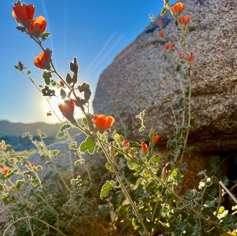 Desert Globemallow Blooms Reliably As Temperatures Rise