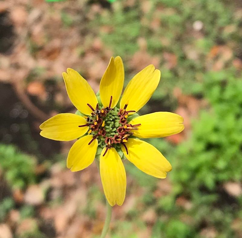 Chocolate Flower Keeps Blooming Through Fluctuating Conditions