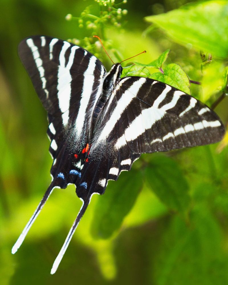 Native Pawpaw Feeds Zebra Swallowtail Caterpillars