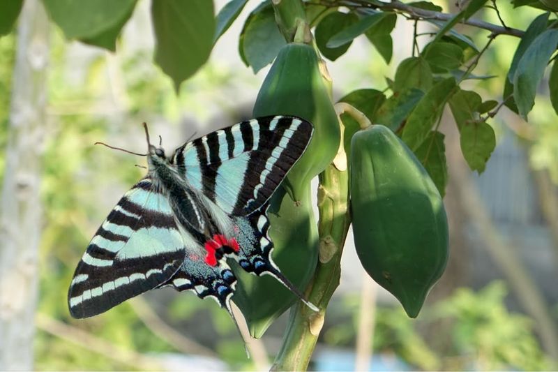 Pawpaw Tree Supports Zebra Swallowtail Butterflies