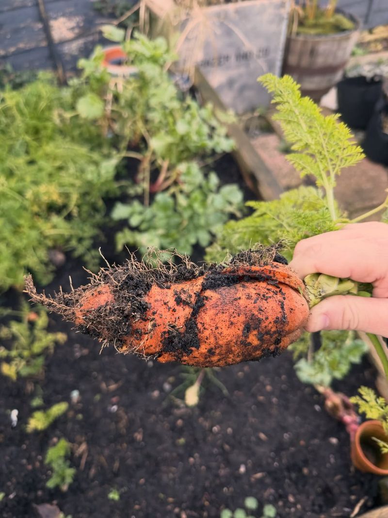 Carrots Use Soil Space Below Tomato Roots