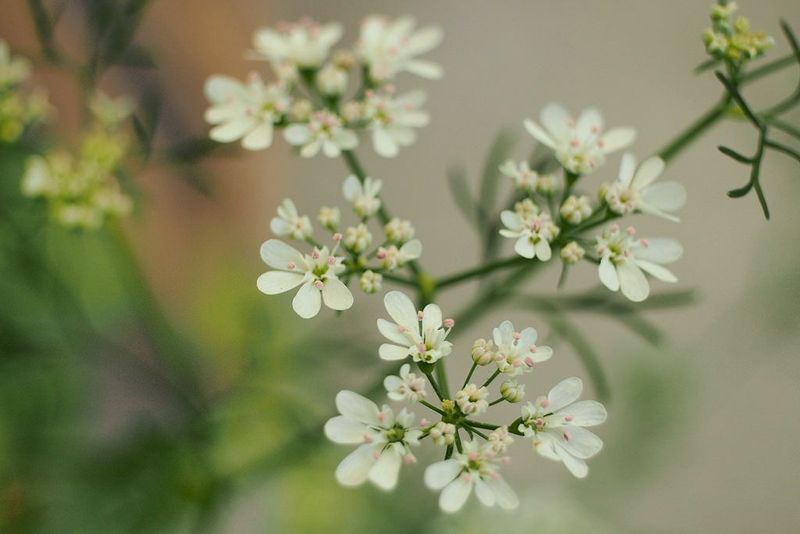 Cilantro: Fragrant Flowers Butterflies Cannot Resist