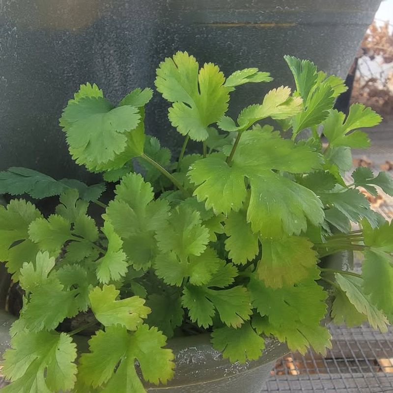 Cilantro