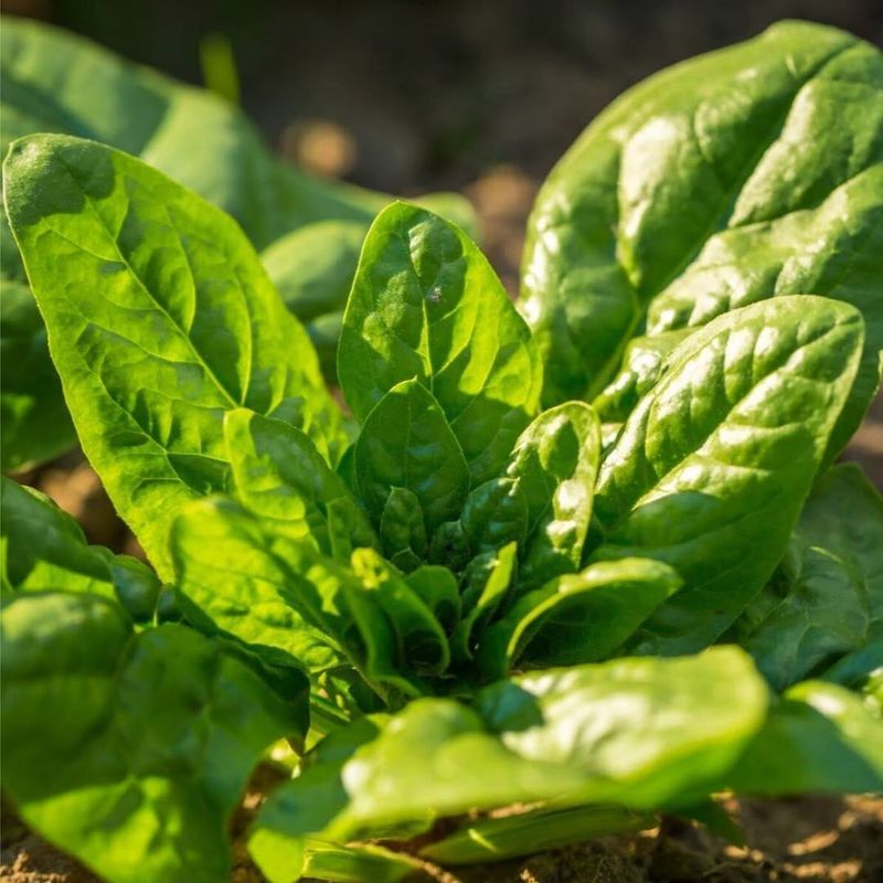 Spinach (Spinacia oleracea)
