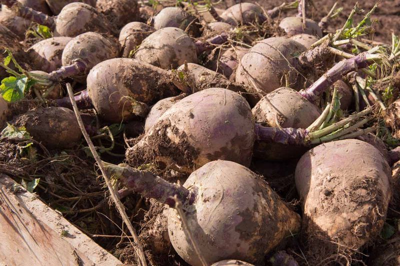 Rutabagas Expand Roots After The Lunar Shift