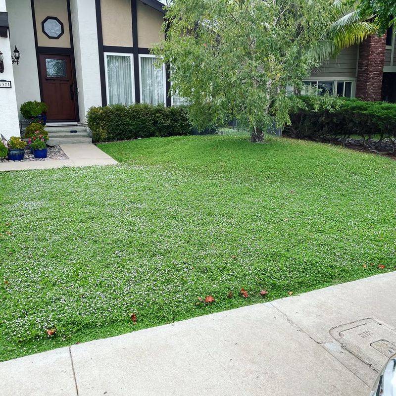 A Softer, Greener Look Without High Desert Maintenance