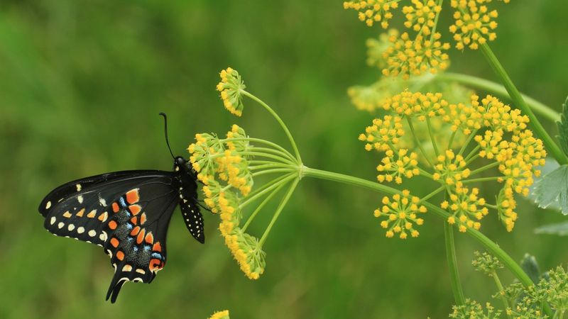 Golden Alexanders Welcome Spring And Return Each Year