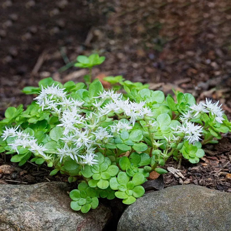 Wild Stonecrop Handles Tough Rocky Spots